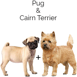 Pugairn Dog